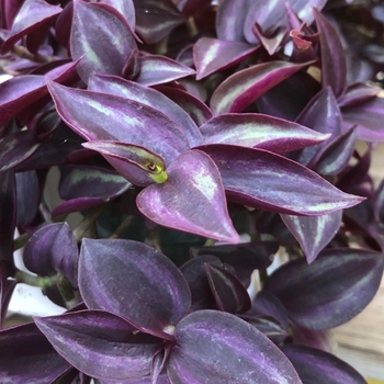 Tradescantia zebrinus 