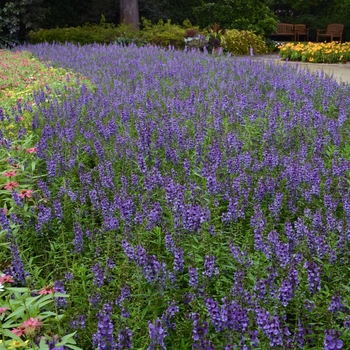 Angelonia angustifolia 'Blue' 