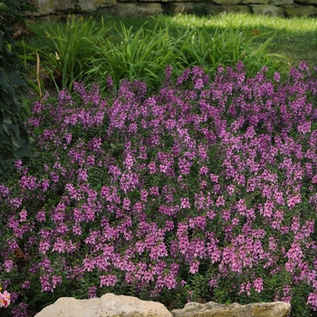 Angelonia angustifolia 'Lavender Pink' 