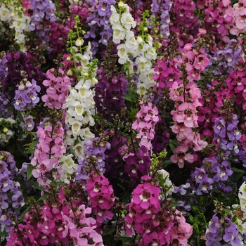 Angelonia angustifolia 'Mix' 