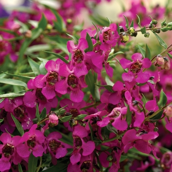 Angelonia angustifolia Carita™ Raspberry