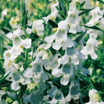 Angelonia angustifolia Carita™ 'White'