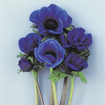 Anemone coronaria 'Blue' 