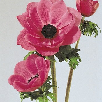 Anemone coronaria 'Orchid Shade' 