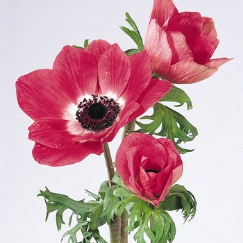 Anemone coronaria Mona Lisa® 'Pink'