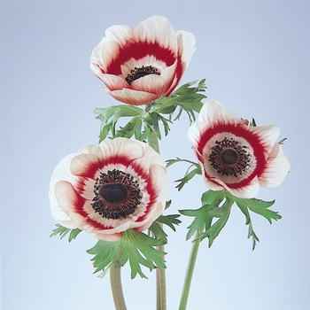 Anemone coronaria 'Red Bicolor' 