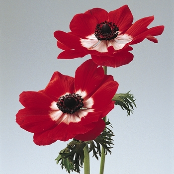 Anemone coronaria Mona Lisa® 'Scarlet Eye'