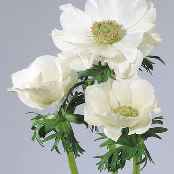 Anemone coronaria 'White' 