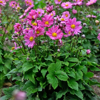 Anemone 'Curtain Call Deep Rose'