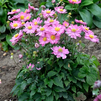 Anemone 'Curtain Call Pink' PPAF