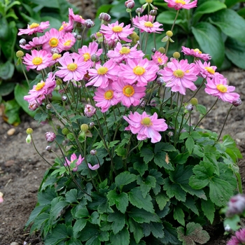 Anemone 'Curtain Call Pink'