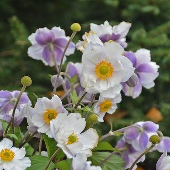 Anemone 'Dreaming Swan' 