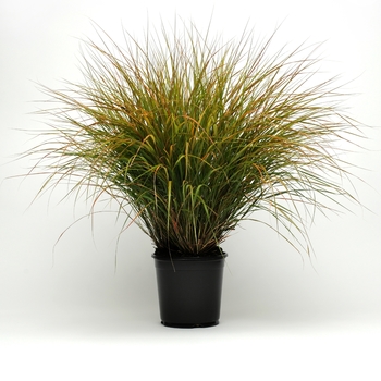 Anemanthele lessoniana ColorGrass® 'Sirocco'