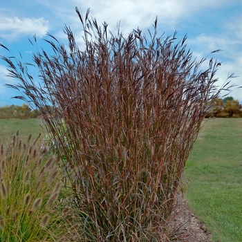 Andropogon gerardii 'Indian Warrior' PP#24999