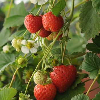 Fragaria 'Cupido®'