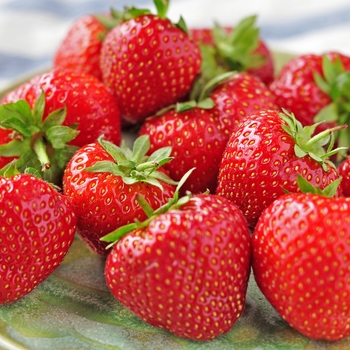 Fragaria 'Eversweet'