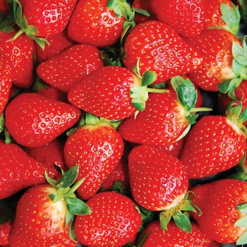 Fragaria x ananassa 'Honeoye' 