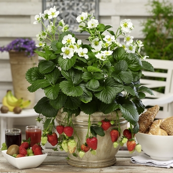 Fragaria x ananassa 'Montana'