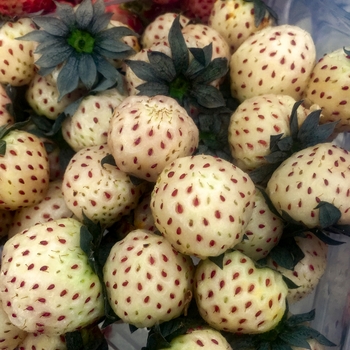 Fragaria 'White Carolina'