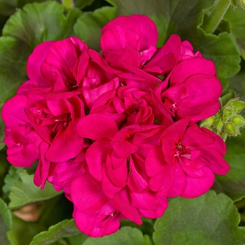 Pelargonium x hortorum 'Violet' 