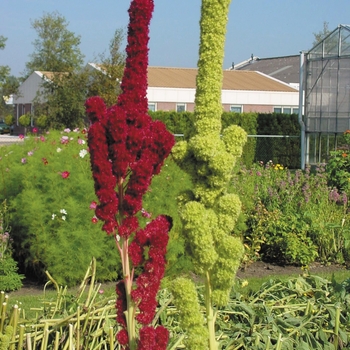 Amaranthus cruentus Tower 'Red'
