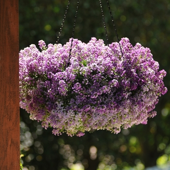 Lobularia maritima 'Lavender Shades' 