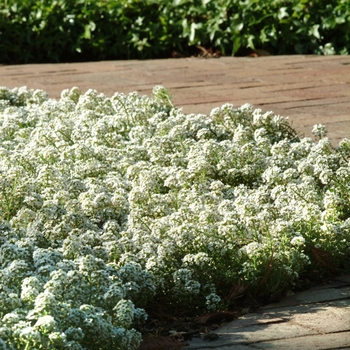 Lobularia maritima 'White' US7915504