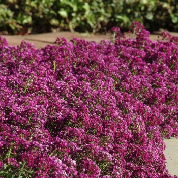 Lobularia maritima 'Purple Shades' US7,915,504