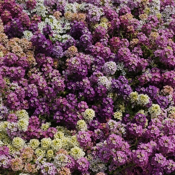 Lobularia maritima 'Easter Basket Mix' 