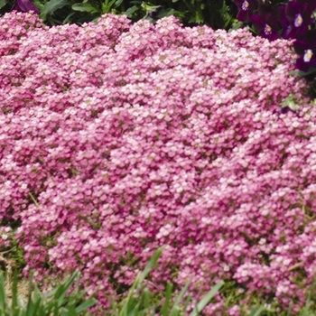 Lobularia maritima 'Deep Pink' 