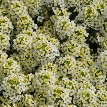 Lobularia maritima 'Peach' 