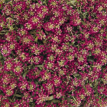 Lobularia maritima 'Deep Rose' 