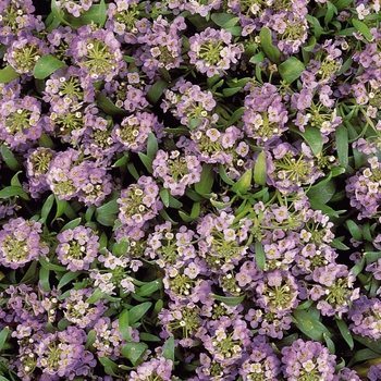 Lobularia maritima 'Lavender' 