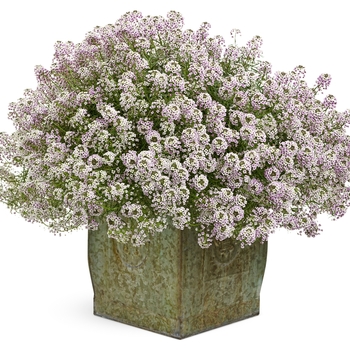 Lobularia 'INLBUBLUPR' PP24516, Can 4779