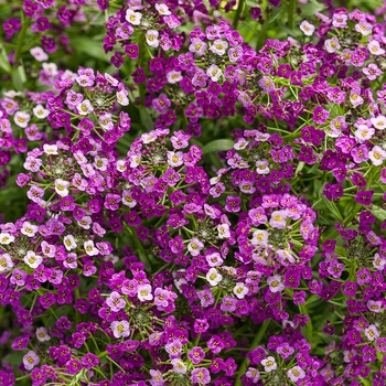 Lobularia 'INLOBU1007' PP26931, Can PBRAF