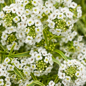 Lobularia 'INLBUPRIPR' PPAF, Can 4909