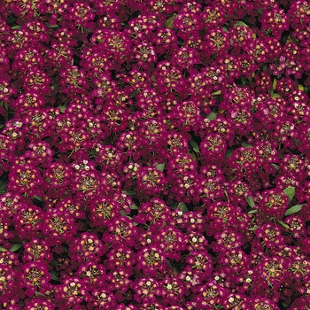 Lobularia maritima 'Violet' 