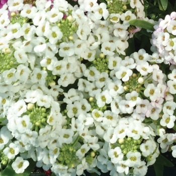 Lobularia maritima 'White' 