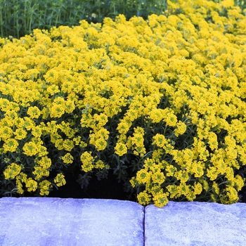 Alyssum wulfenianum 'Golden Spring' PP25710