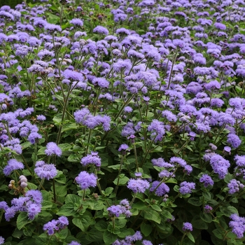 Ageratum houstonianum 'Blue' 