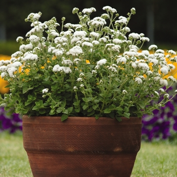 Ageratum houstonianum 'White' 