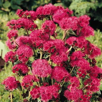 Ageratum houstonianum 'Red Sea' 