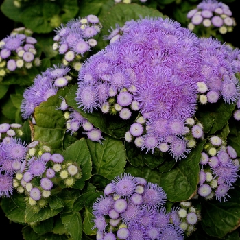 Ageratum houstonianum 'Aloha Blue'