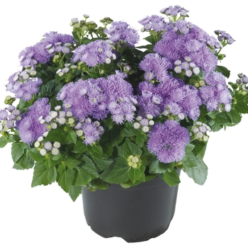 Ageratum houstonianum 'Ariella Blue'