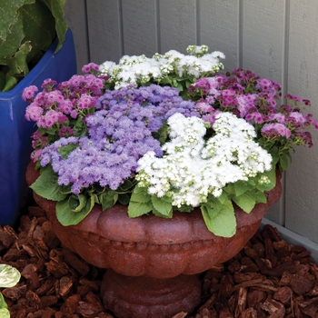 Ageratum houstonianum 'Mix' 