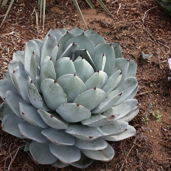 Agave parryi 'truncata' 