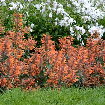 Agastache auriantica 'Apricot Sprite'