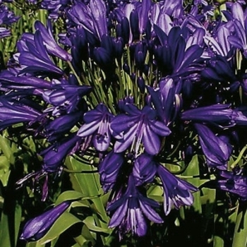 Agapanthus 'Blue Velvet' 