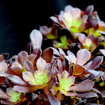 Aeonium arborescens