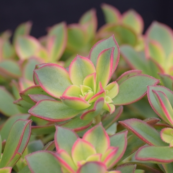 Aeonium 'Kiwi' 